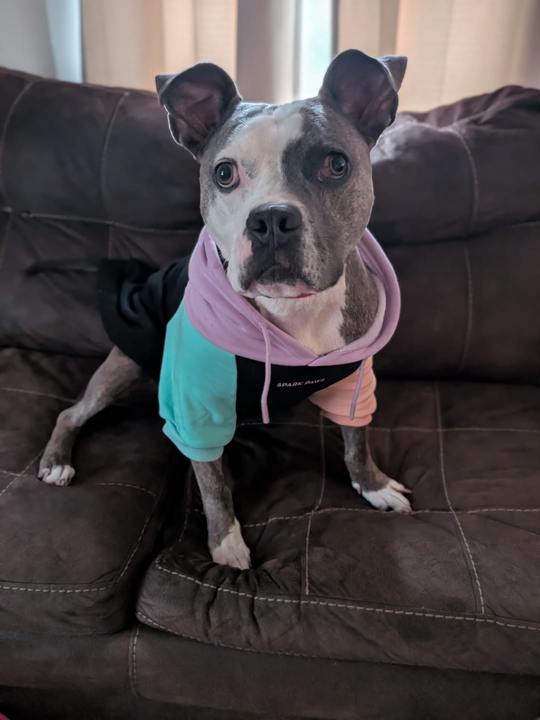 Customer photo review of Color Block Dog Hoodies