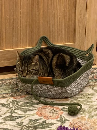 Customer's green Instinct Basket on a patterned rug, containing a resting tabby cat.