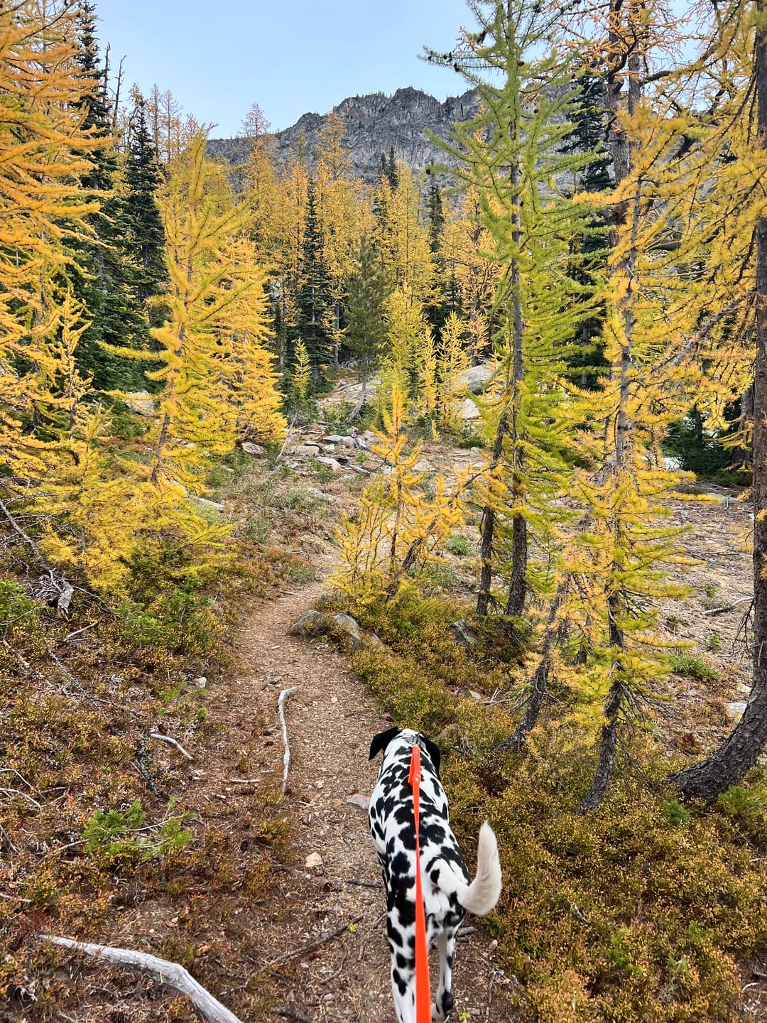 Customer photo review of Waterproof Multi-Way Dog Leash | Built with BioThane®