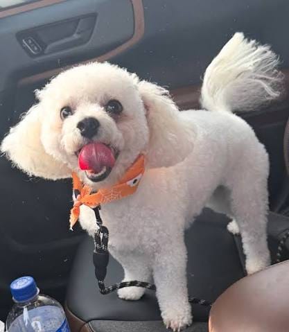 Customer photo review of ClearVision™  Food Drops Daily Eye Support for Dogs