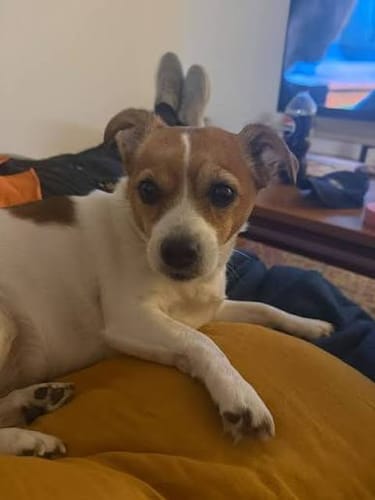 Customer's brown and white dog resting on a yellow surface after using Houndora™.