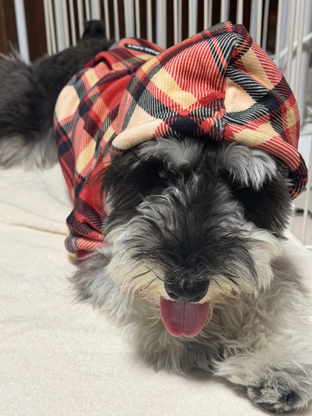Customer photo review of Plaid Dog Hoodies