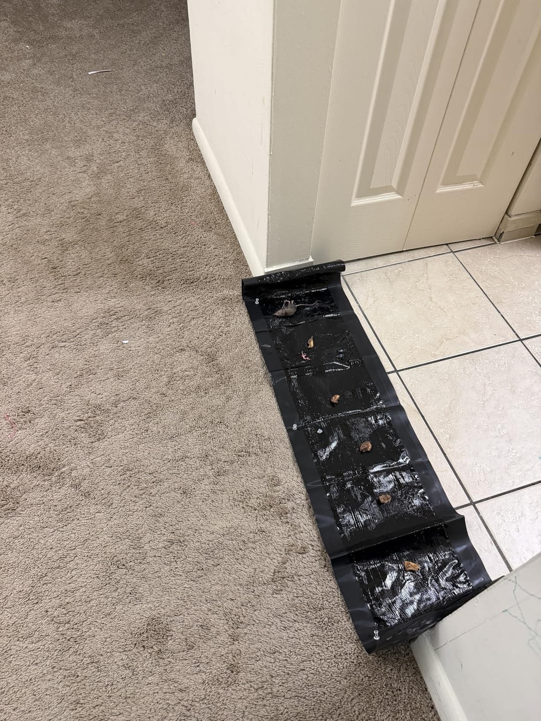 Customer photo review of Large Poison-Free Pest Control Glue Trap