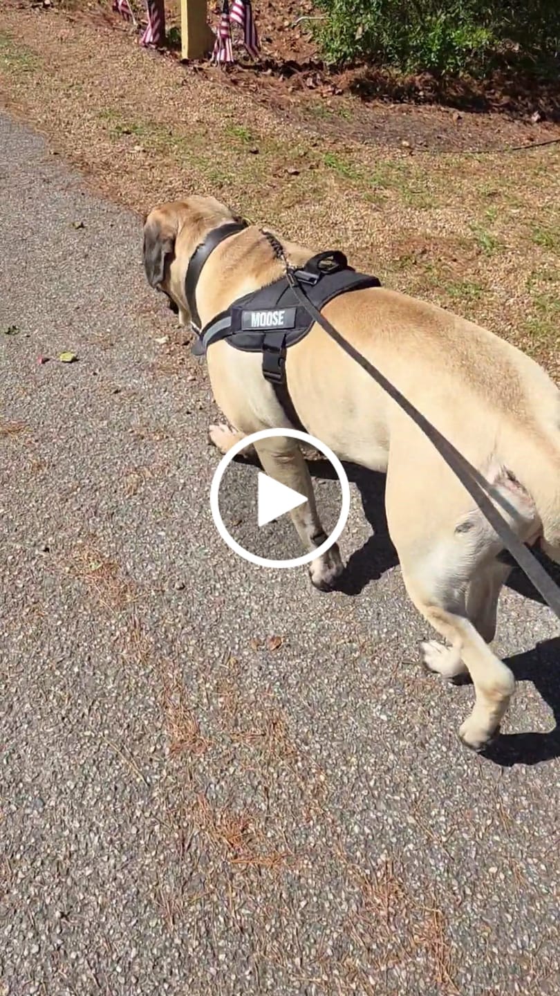 Customer video review of Big Ass Harness