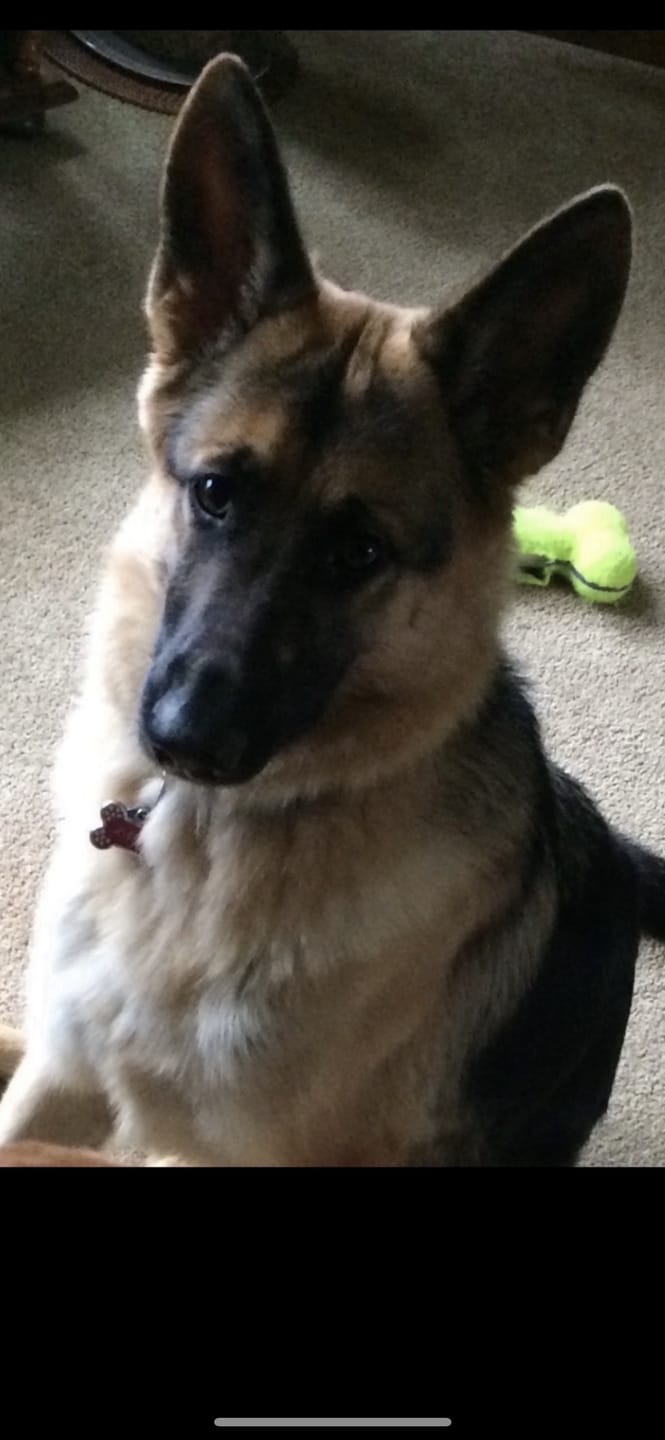 Customer photo review of Freedom Joint Chews