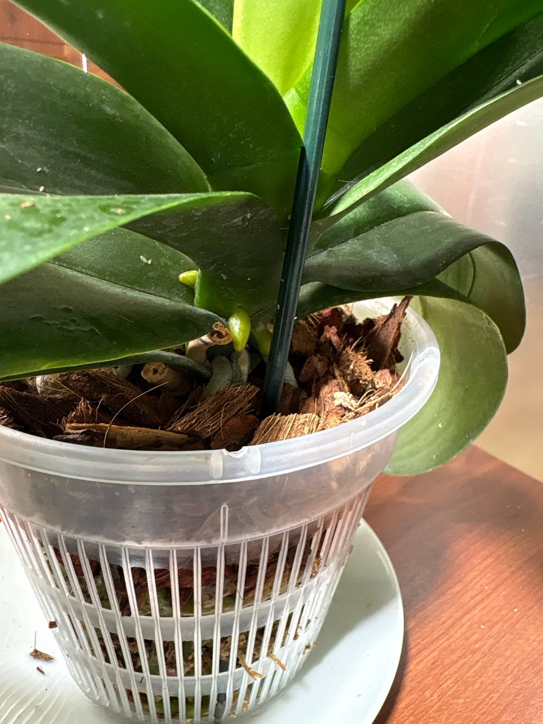 Customer photo review of Kit Macetero Plástico para Orquídeas + Sustrato Premium 2L – Fibra de Coco, Piedra Pómez y Corteza de Pino