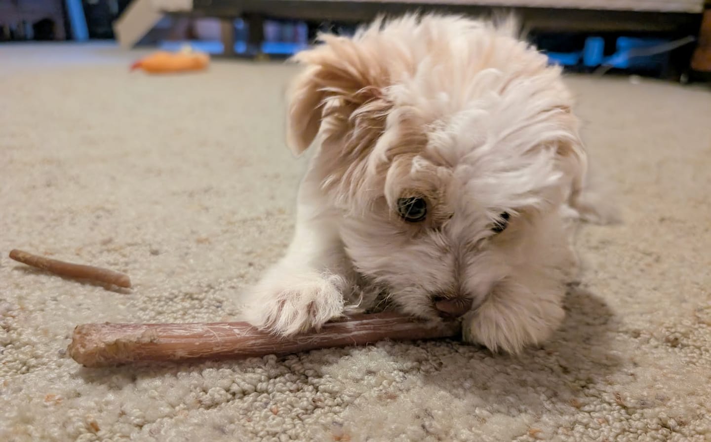 Customer photo review of 6 Inch Standard Bully Stick