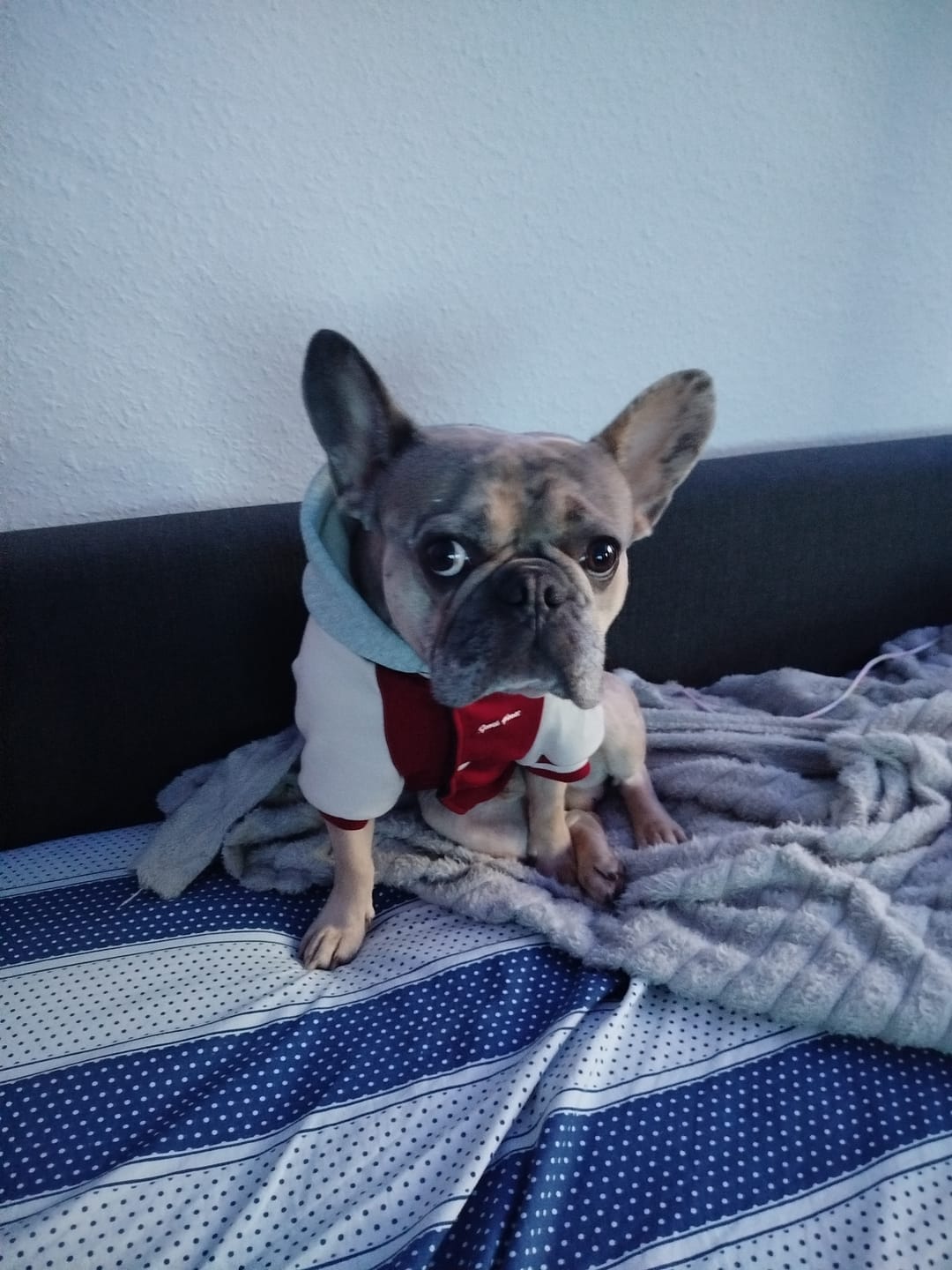 Customer photo review of Dog Varsity Jackets