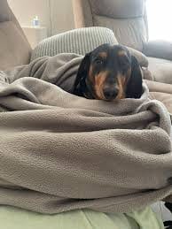 Customer photo review of ClearVision™  Food Drops Daily Eye Support for Dogs