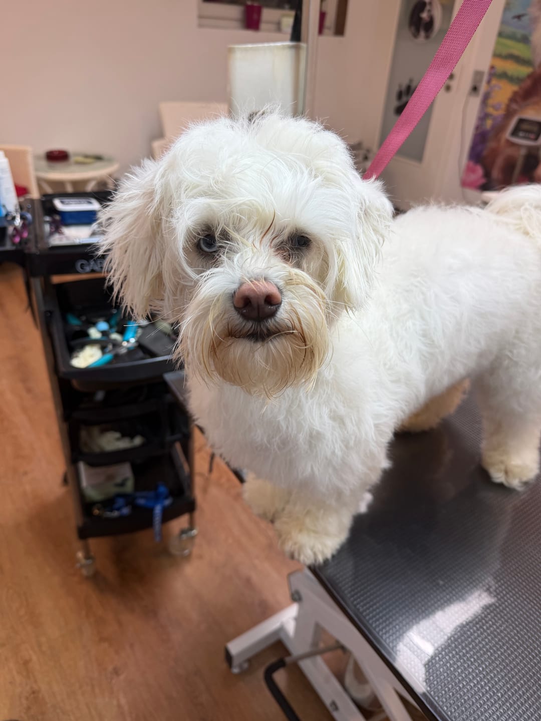 Customer photo review of Fellmaske für Hunde – gegen Filz und sprödes Fell