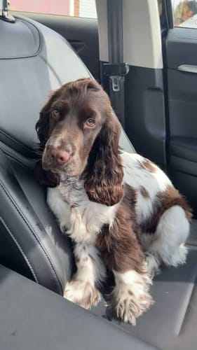 Customer's brown and white spaniel sitting calmly on a black car seat, using Houndora™.