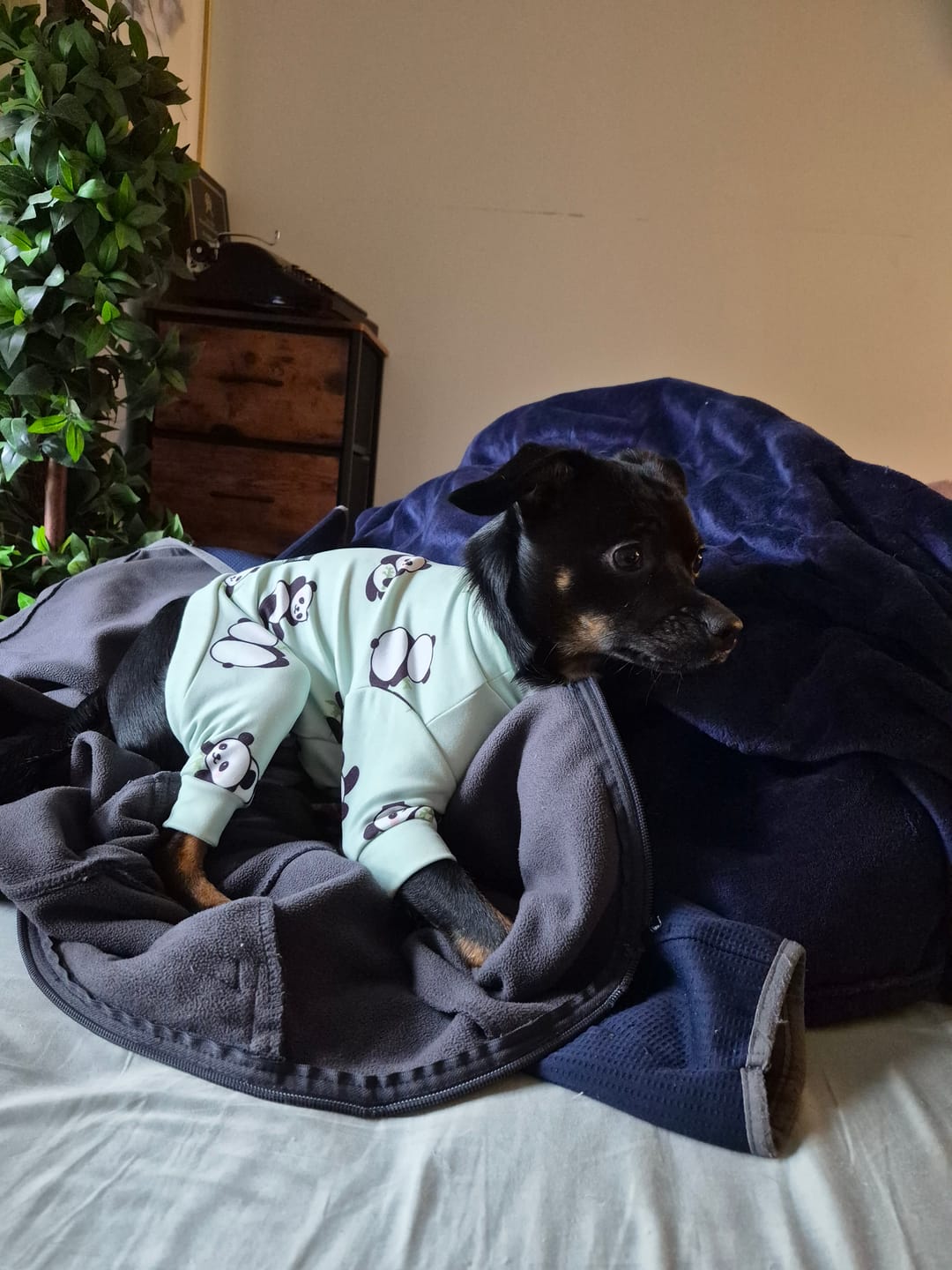 Customer photo review of Dog Pajama - Panda