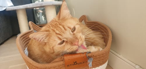 Customer's ginger cat grooming inside the brown and white Instinct Basket cat bed.
