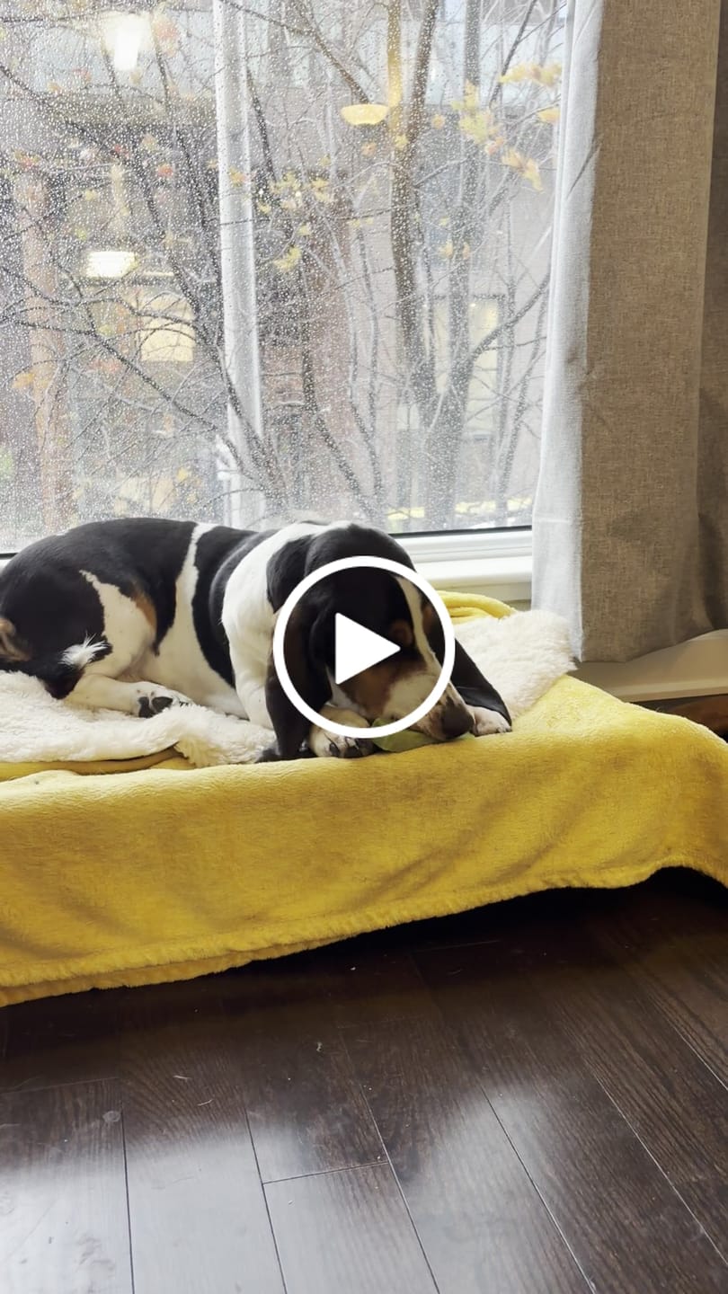 Customer video review of Strawberry Himalayan Yak Chew (MEDIUM)