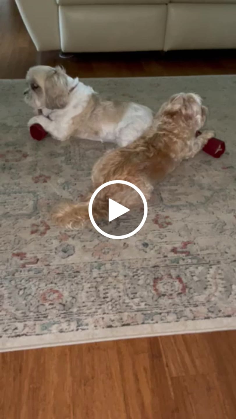 Customer video review of 6 Inch Standard Bully Stick