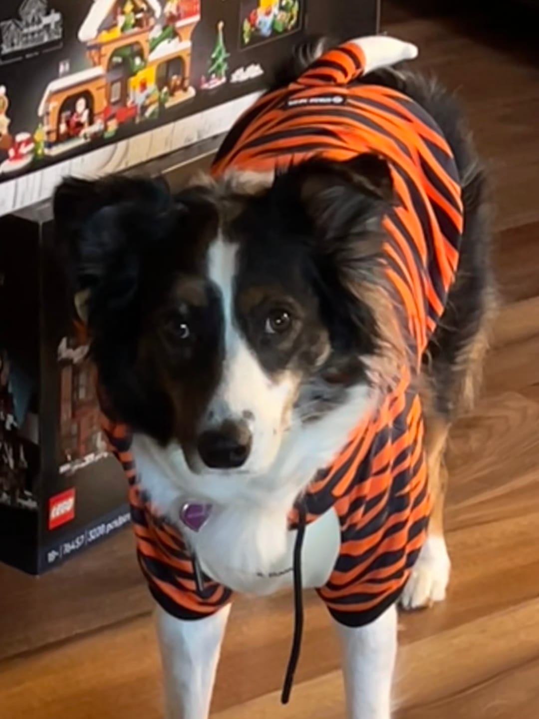Customer photo review of Halloween Dog Hoodie - Tiger