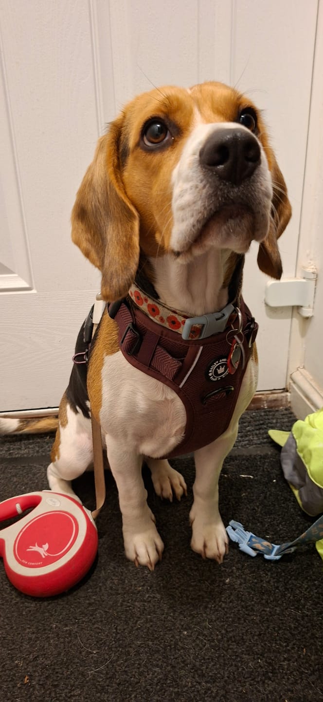 Customer photo review of Trail & Glow® Dog Harness - Mulberry Tweed