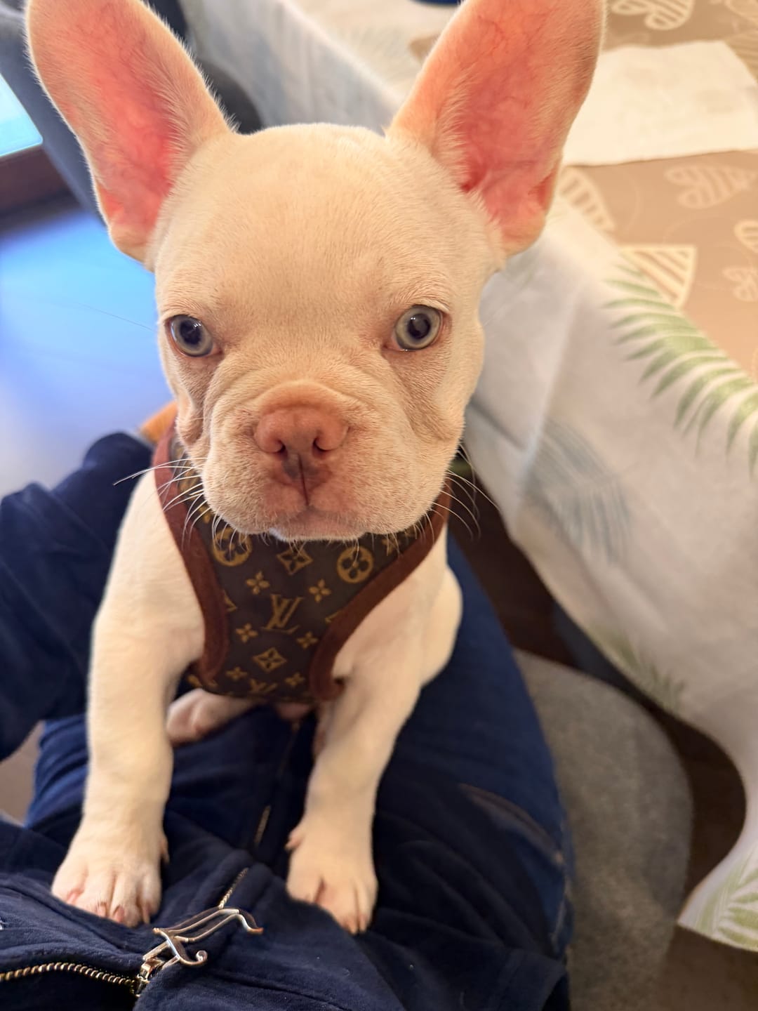 Customer photo review of Pettorina e guinzaglio Louis Pawtton