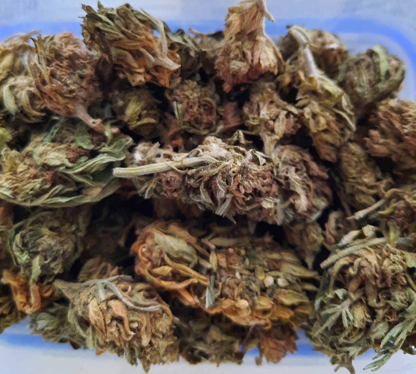 Customer photo review of 👴🏼 Granddaddy Purple 45% Superior | Power Level 5/5