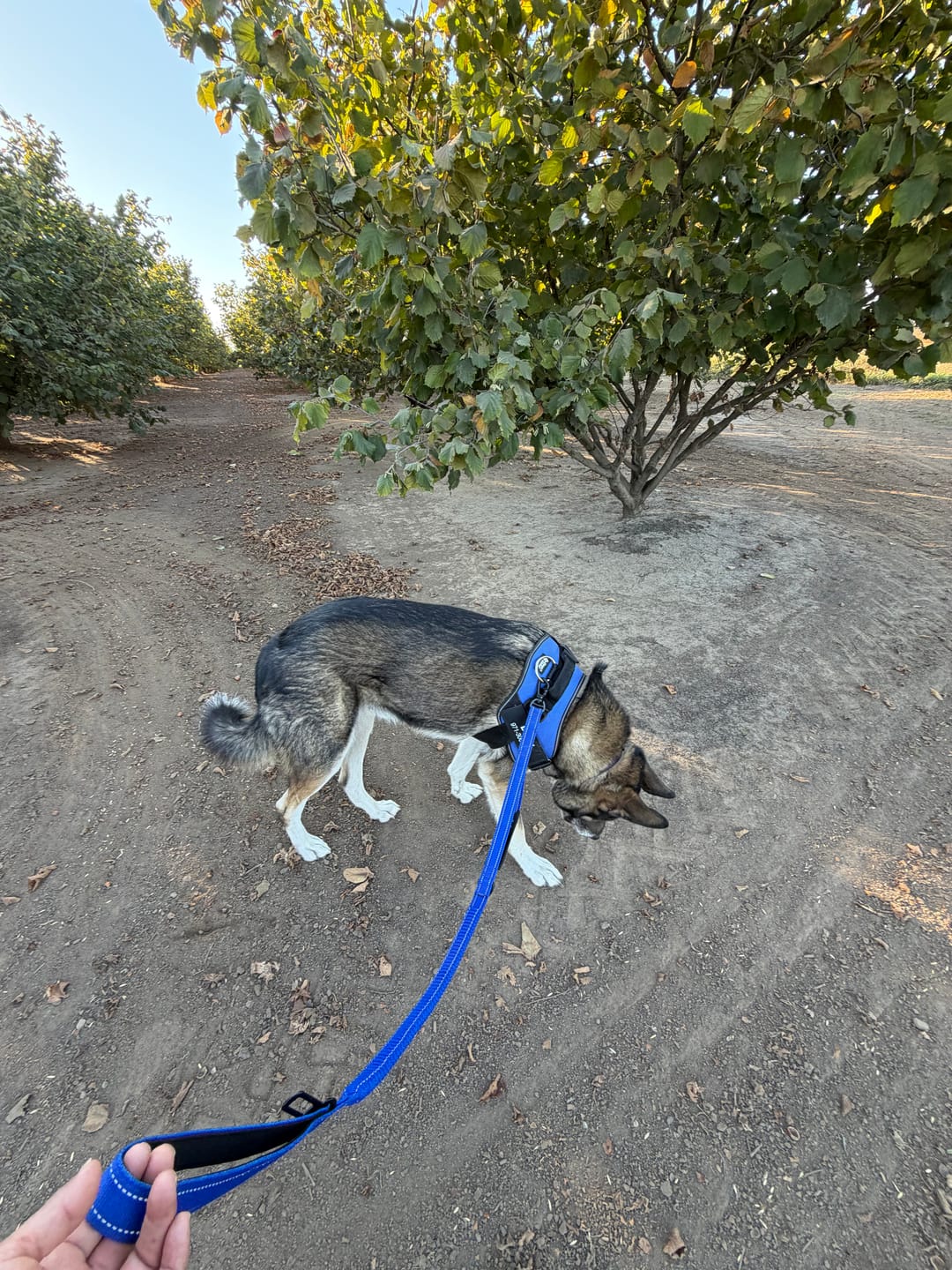 Customer photo review of Bungee Leash