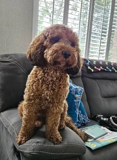 Customer photo review of ClearVision™  Food Drops Daily Eye Support for Dogs