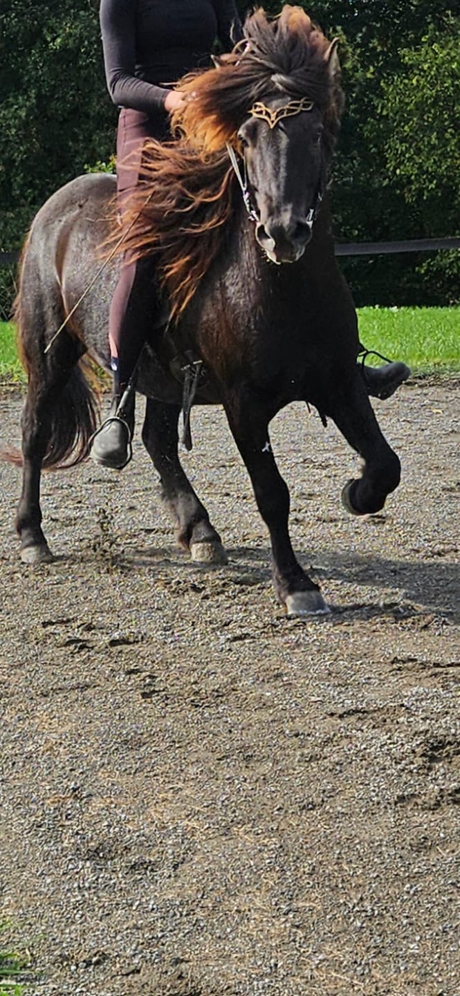 Customer photo review of Stirnriemen 'Calypso'