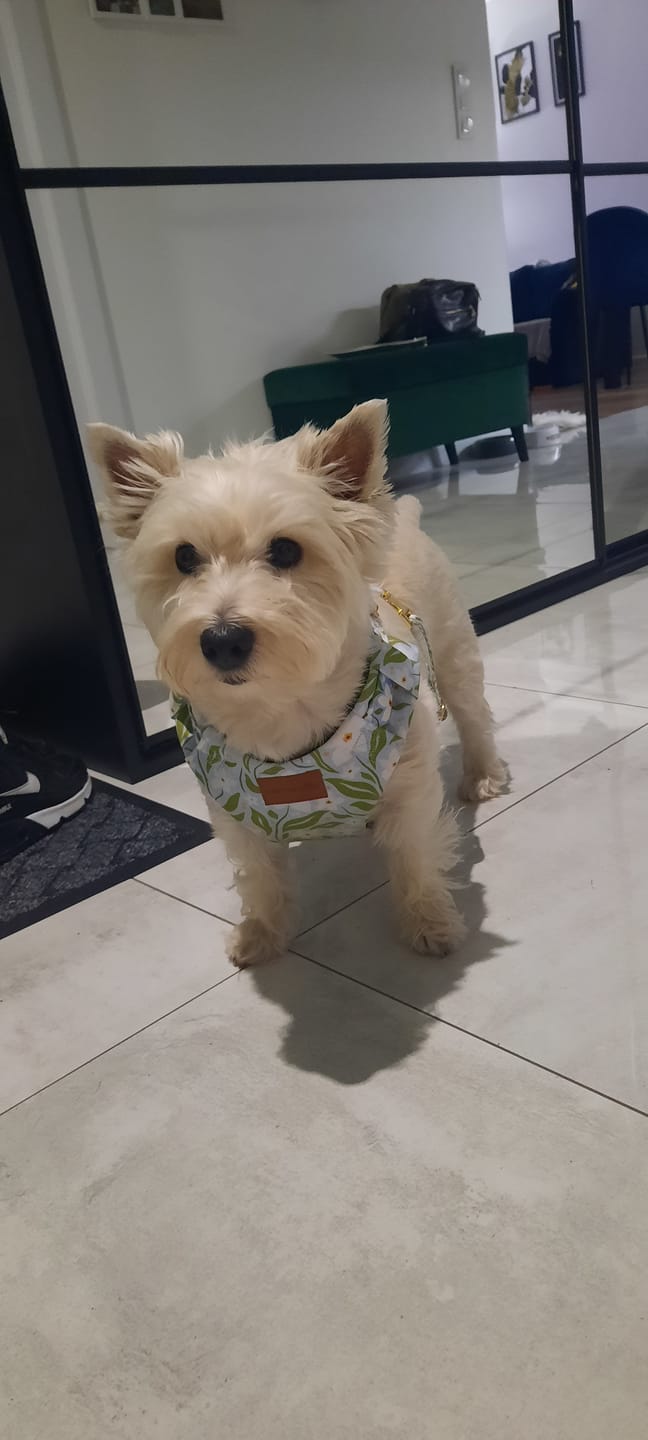Customer photo review of Szelki bezuciskowe "White Lily" - złote okucia