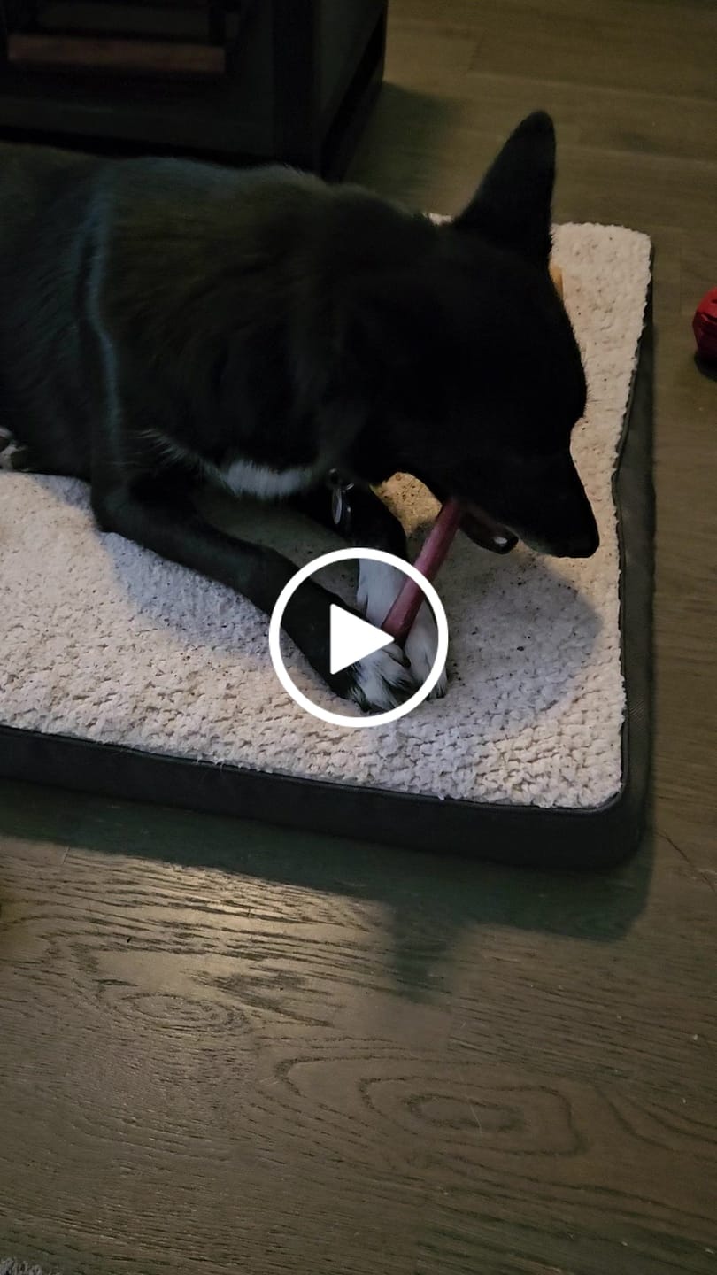 Customer video review of 6 Inch Standard Bully Stick