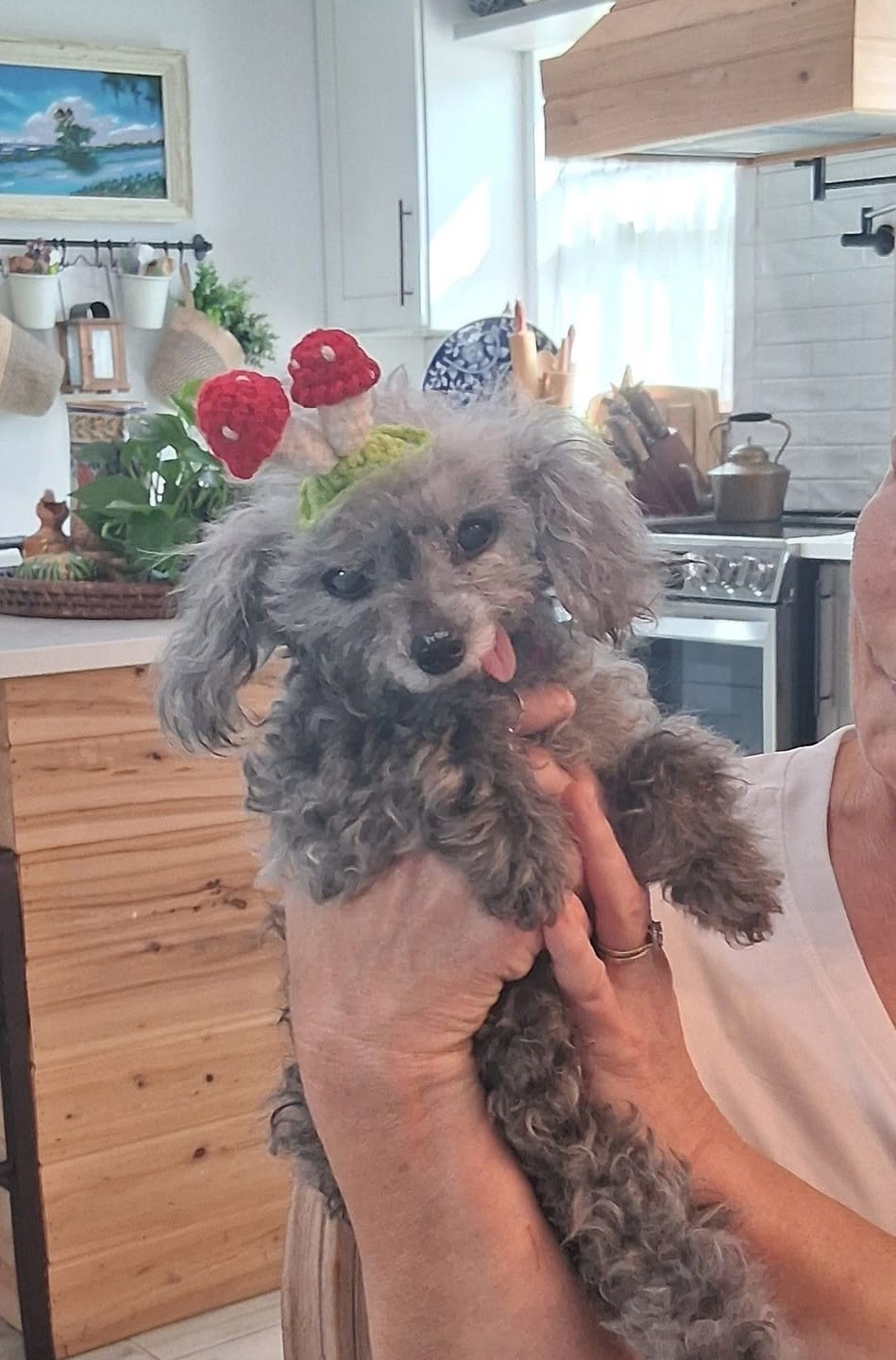 Customer photo review of ClearVision™  Food Drops Daily Eye Support for Dogs