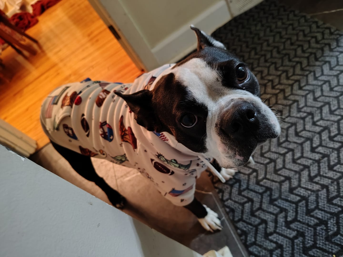 Customer photo review of The USA Dog Hoodie - Grey