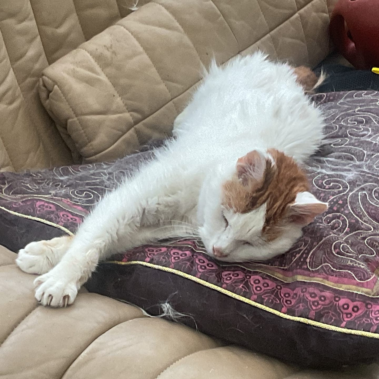 Customer photo review of Fit Litter PLUS