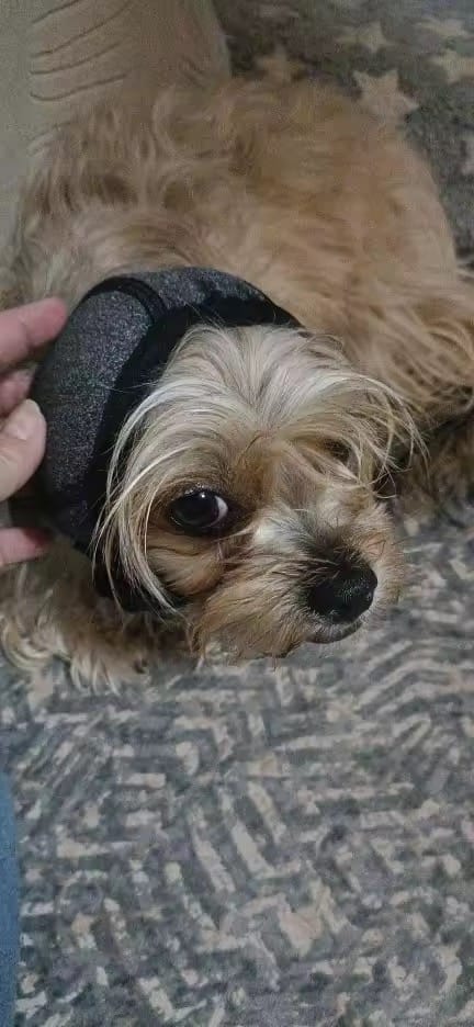 Customer photo review of DogCalm™ Orejeras con cancelación de ruido