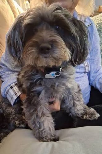 Customer's gray dog held by a person, after using Houndora™.