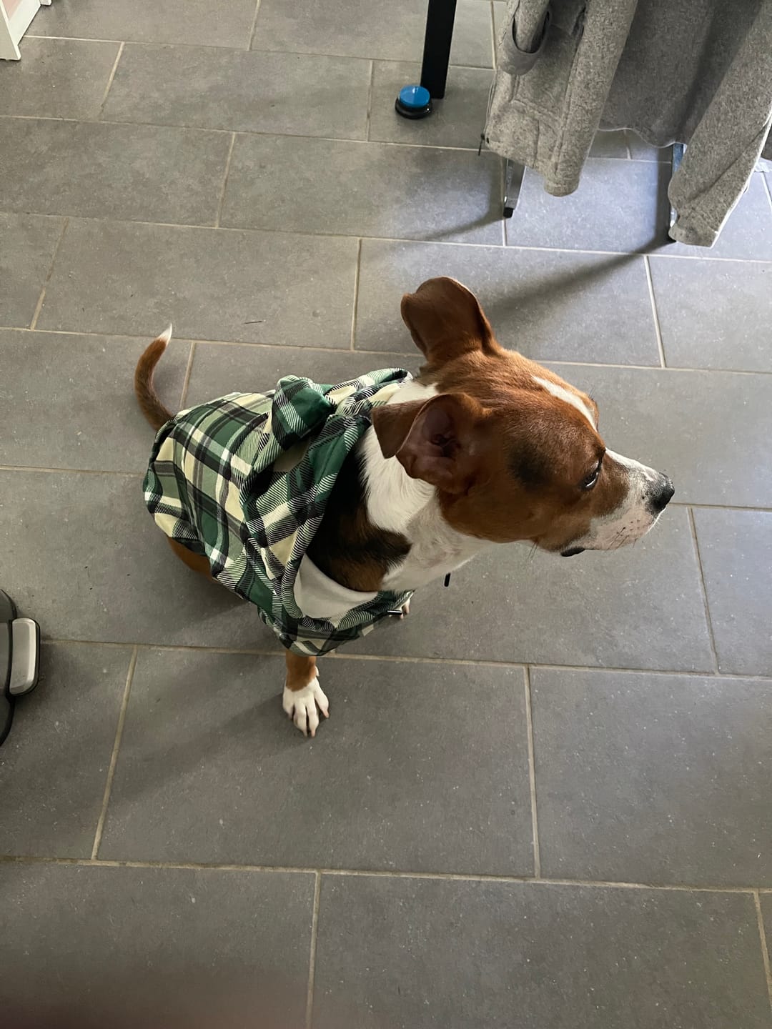 Customer photo review of Green Plaid Dog Hoodie
