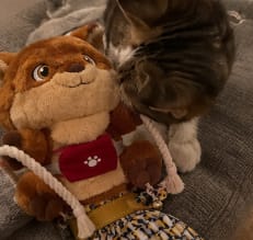 Customer photo review of Juguete Interactivo para Gatos con Cascabeles y Cuerdas