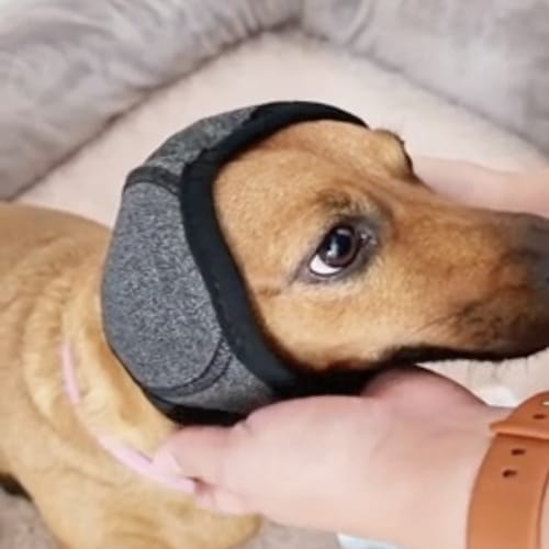 Customer photo review of DogCalm™ Orejeras con cancelación de ruido