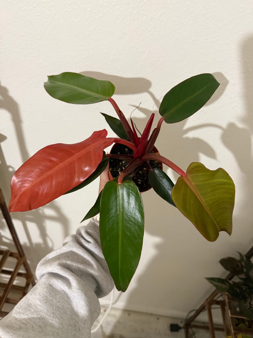 Customer photo review of Philodendron 'Sun Red'