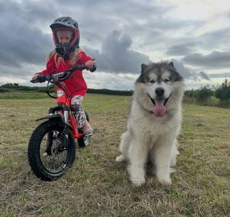 Customer's Alaskan Malamute sitting on grass next to a child on a bicycle.