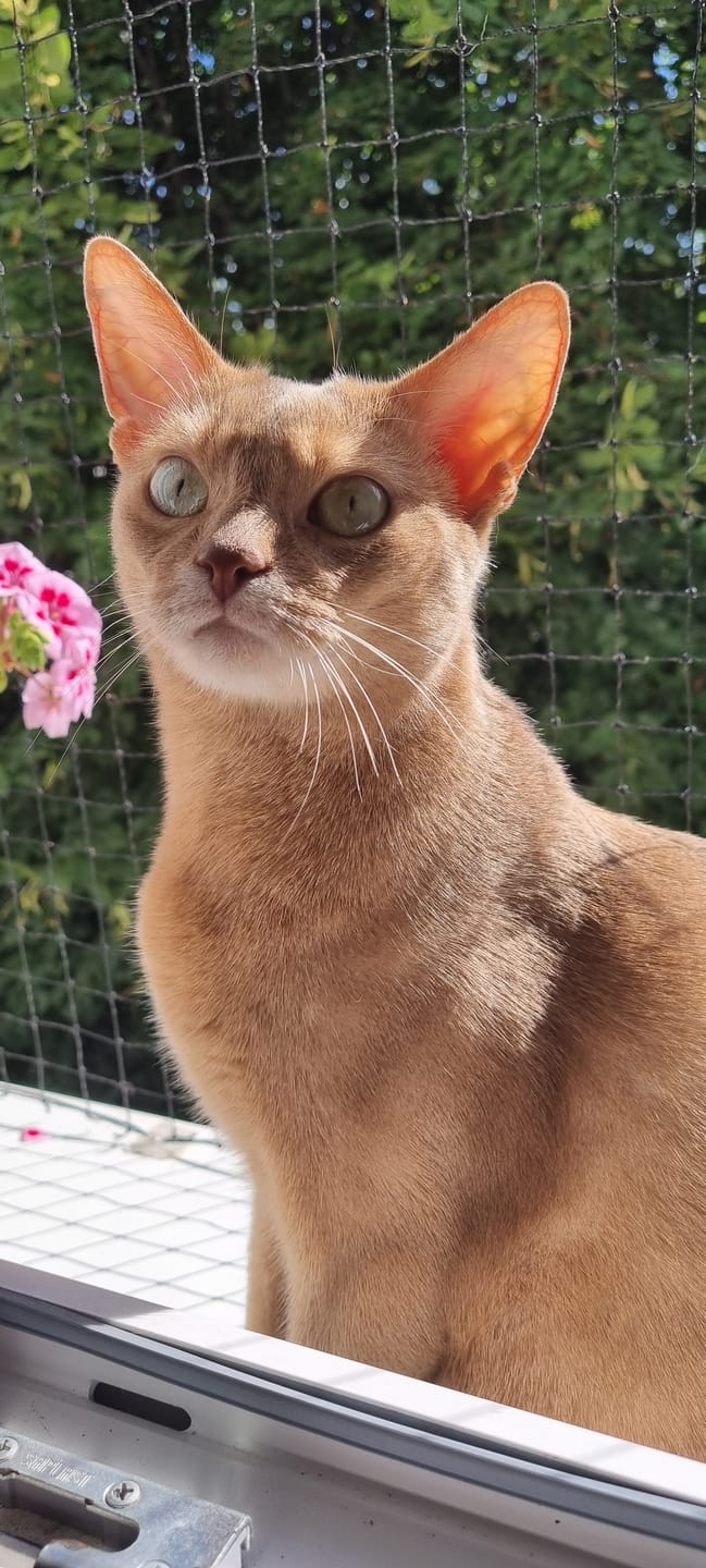 Customer photo review of Effilés à la truite, courgettes & thym (Chat stérilisé et Chat adulte)