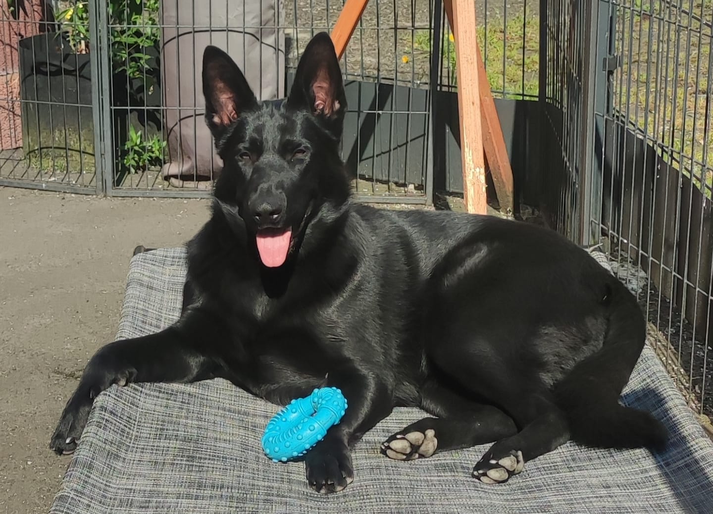 Customer photo review of Howling to the Moon – Premium T-Shirt mit deinem Hund