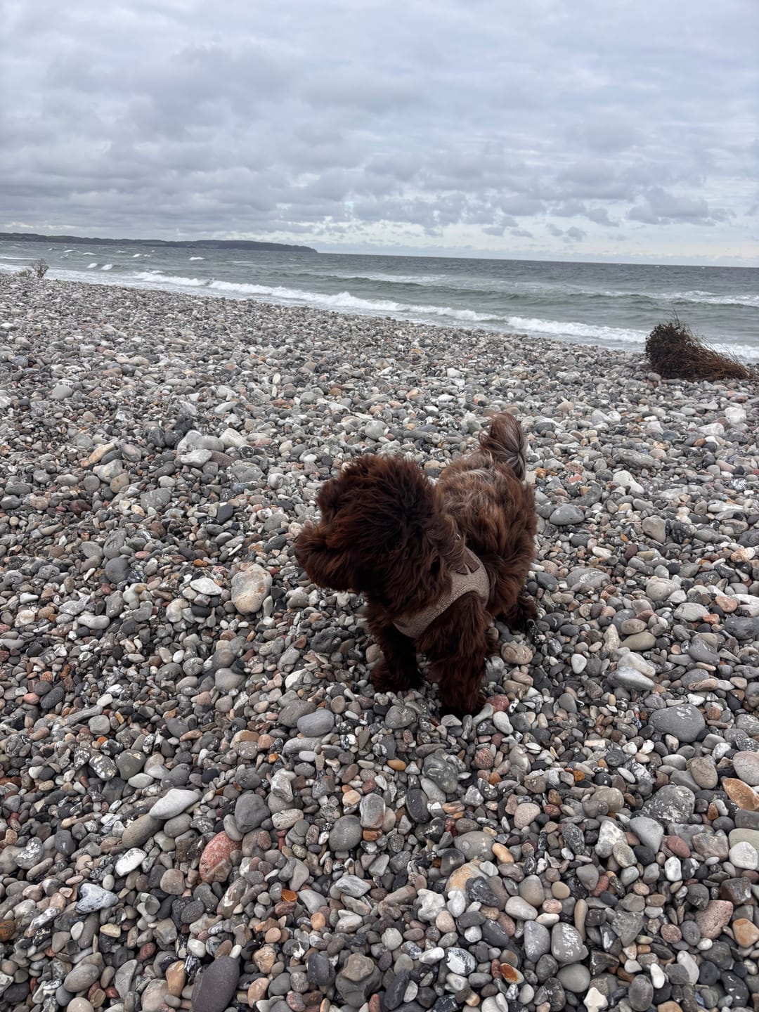 Customer photo review of Staey - Saga Step-in Hundesele, Mocca