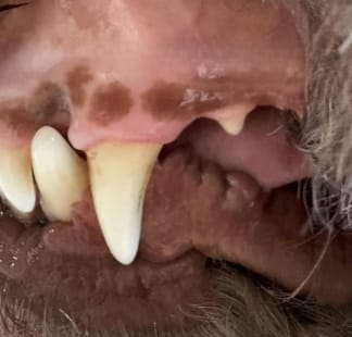 Customer photo review of Dental&Breath Spray- Fresh Puppers
