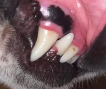 Customer photo review of Dental&Breath Spray- Fresh Puppers