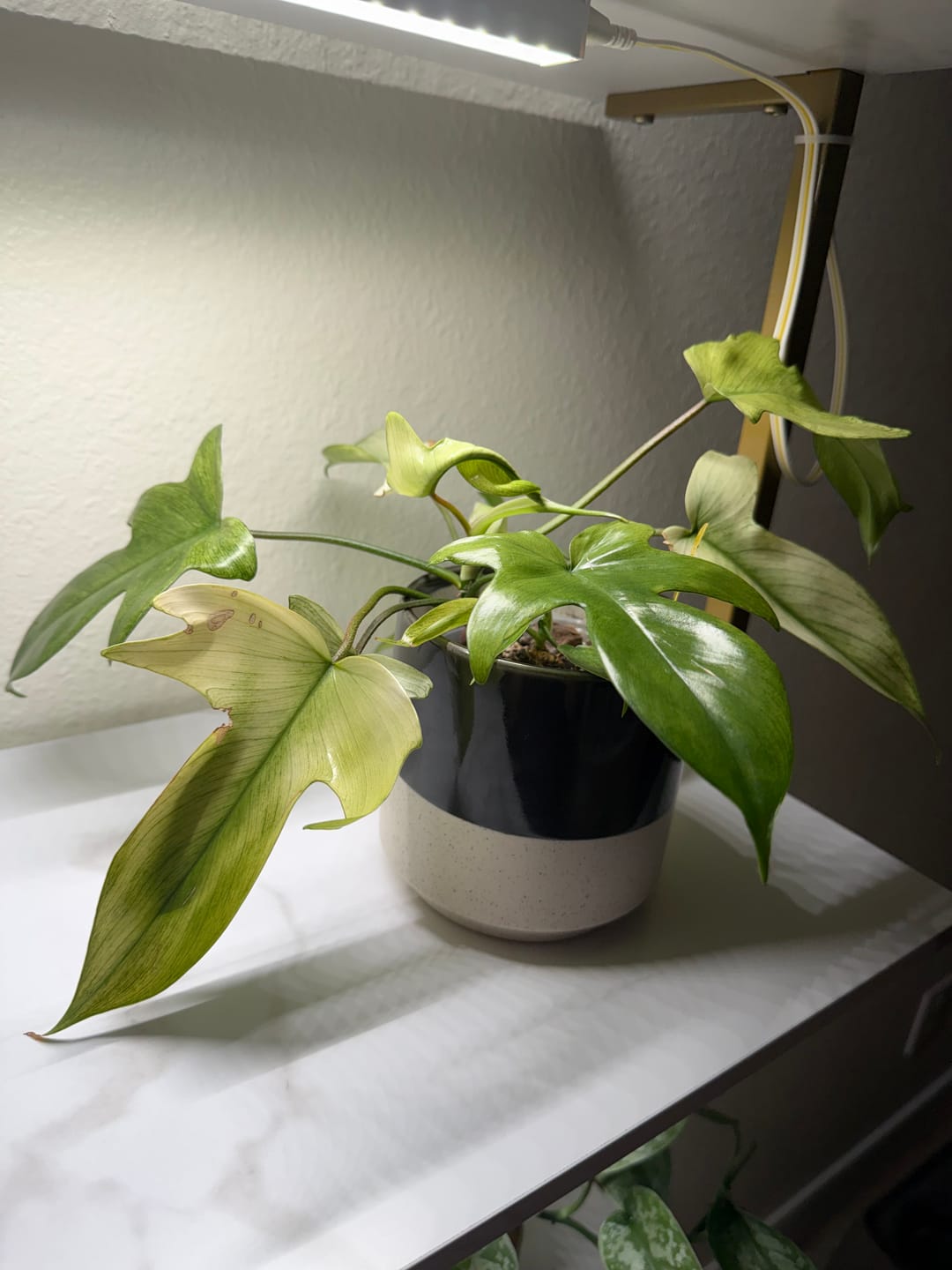 Customer photo review of Philodendron 'Florida Ghost'