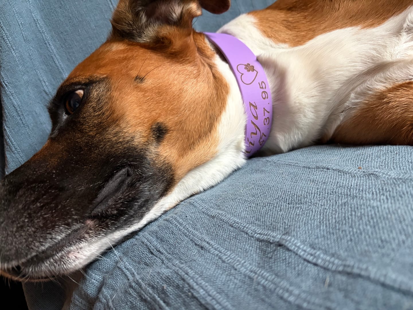 Customer photo review of Collier Chien Personnalisé gravé en Biothane®