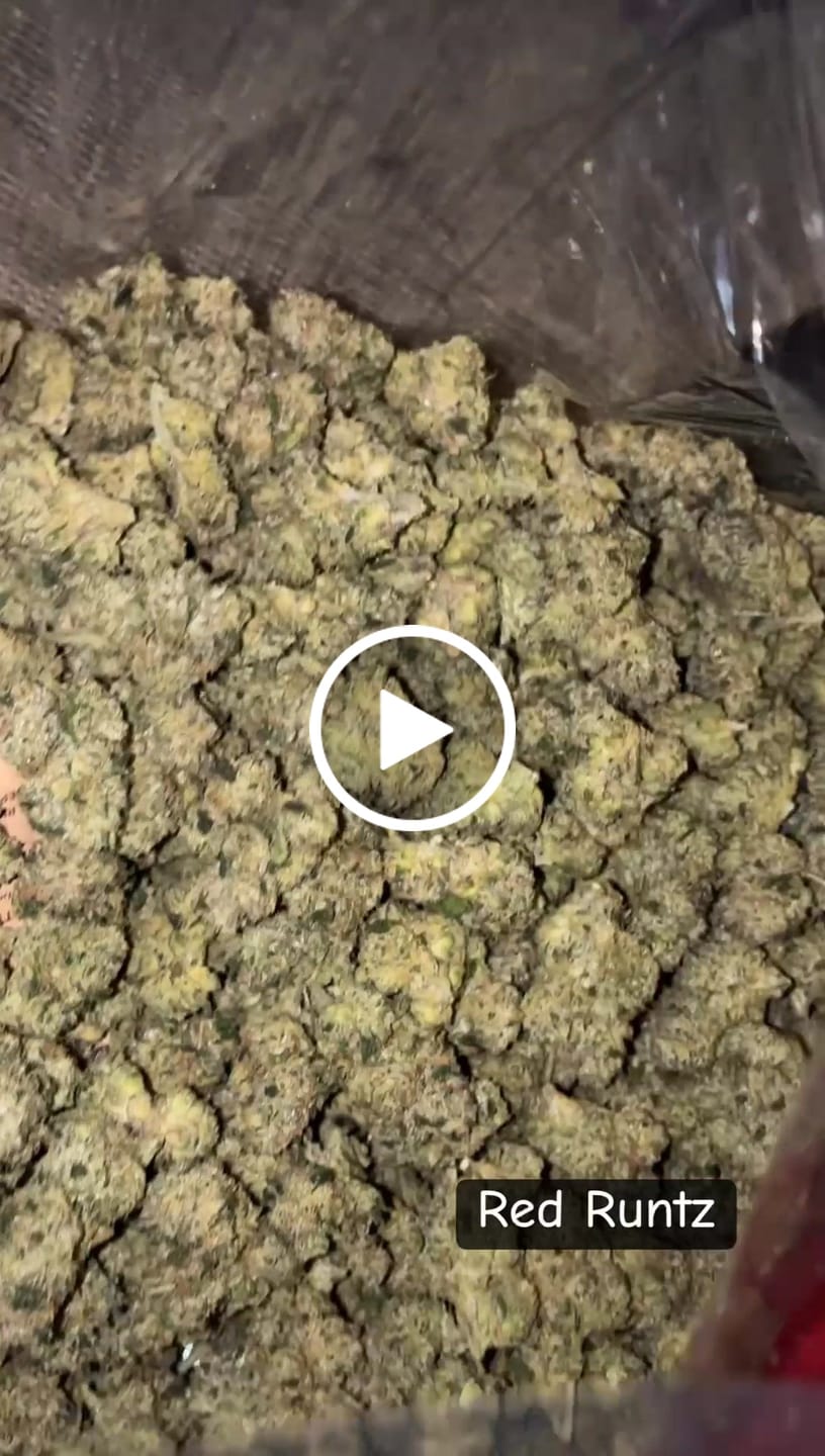 Customer video review of Red Runtz Indoor - Bulk - Indica