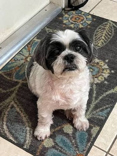 Customer's Shih Tzu dog sitting on a patterned rug after using Houndora™.