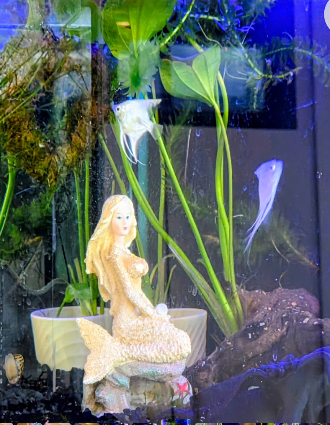 Customer photo review of Platinum Angelfish