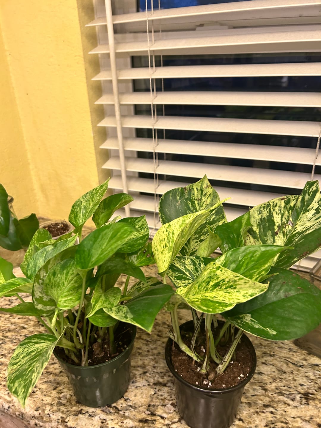 Customer photo review of RARE Marble Pothos Cuttings - Gorgeous Variegated Indoor easy care house plant, Marble Pothos, White and Green variegation propagation plant