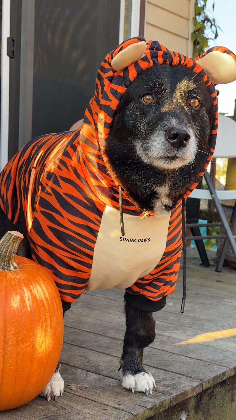 Customer photo review of Halloween Dog Hoodie - Tiger